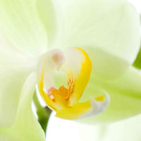 Vlinderorchidee Phalaenopsis Cali Wit-Geel - Diervriendelijke kamerplanten