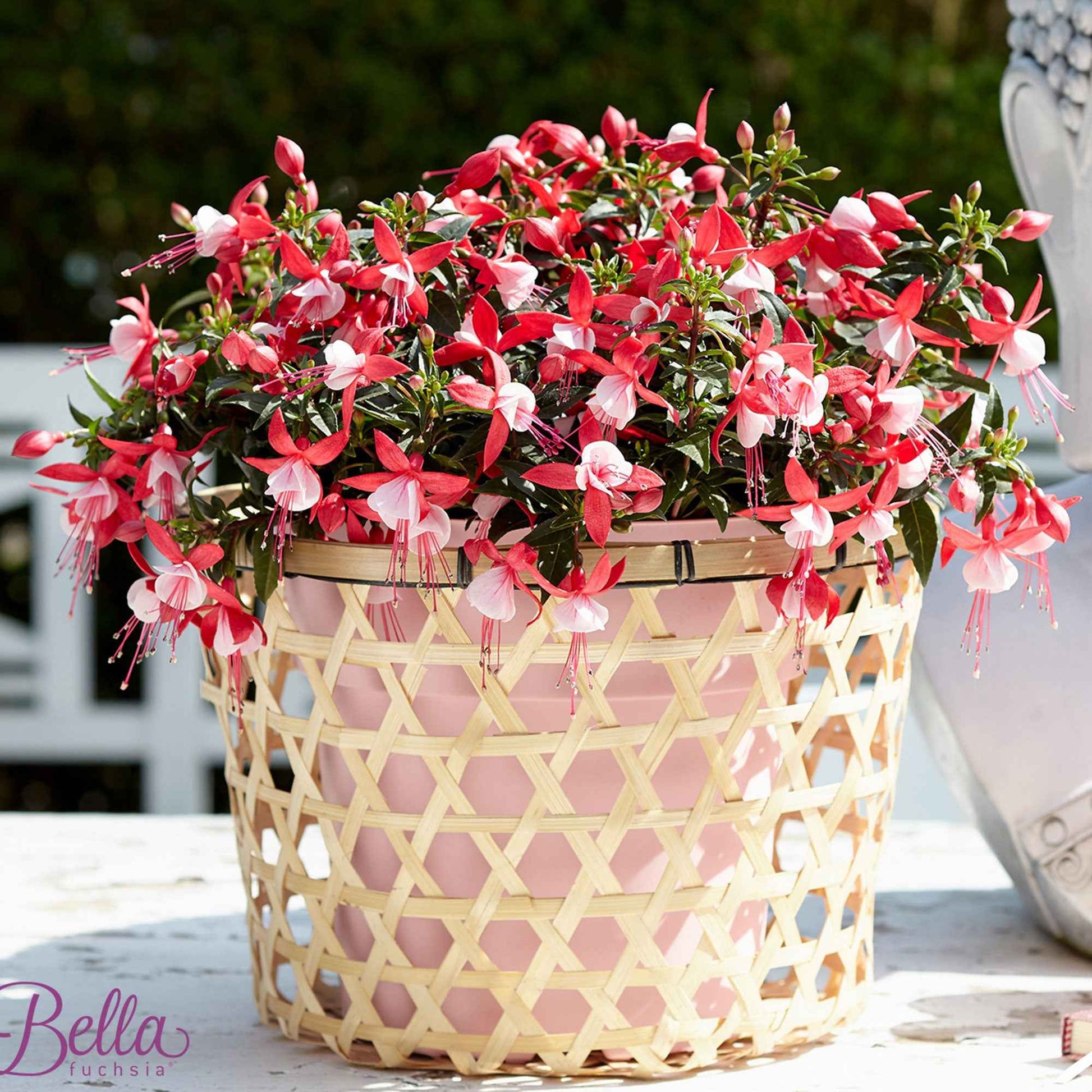 3x Fuchsia Evita rood-wit - Balkonplanten