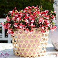 3x Fuchsia Evita rood-wit - Bloeiende tuinplanten