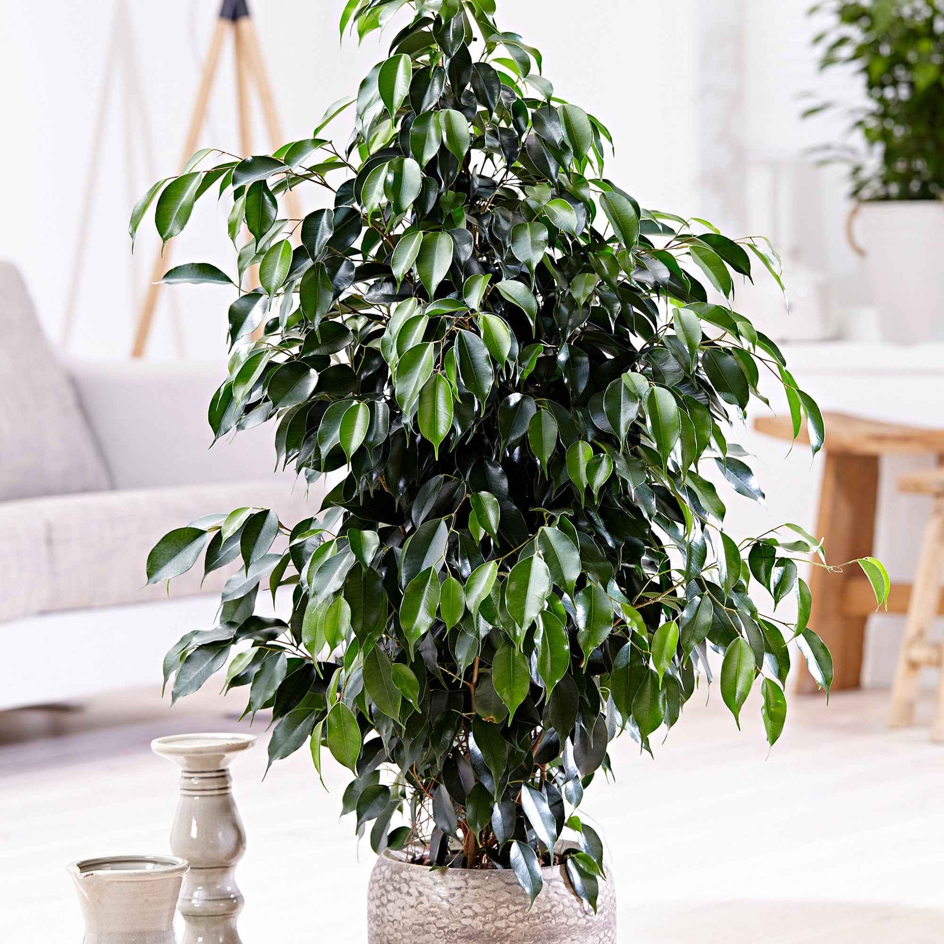 Treurvijg Ficus benjamina Danielle incl. rieten mand grijs - Groene kamerplanten