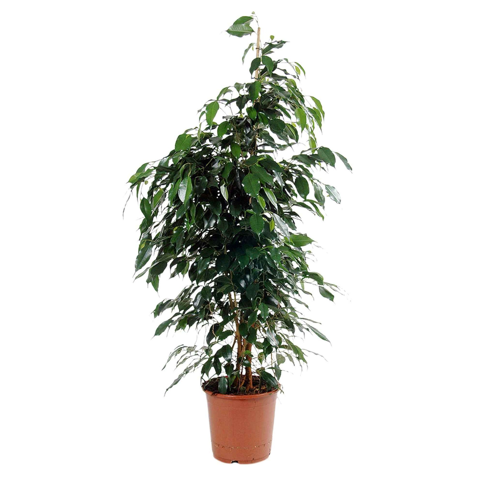 Treurvijg Ficus benjamina Daniëlle - Huiskamerplanten