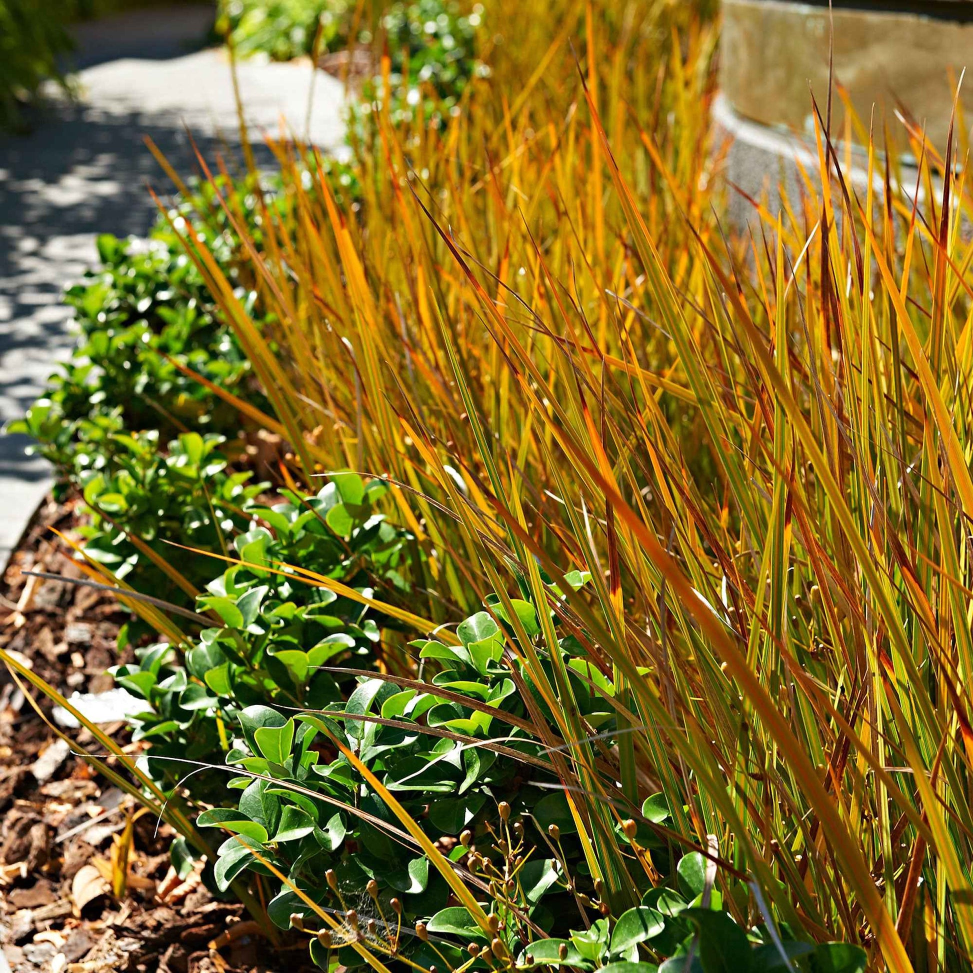 2x Zegge Carex Prairie Fire groen-bruin incl. sierpot grijs - Alle vaste tuinplanten