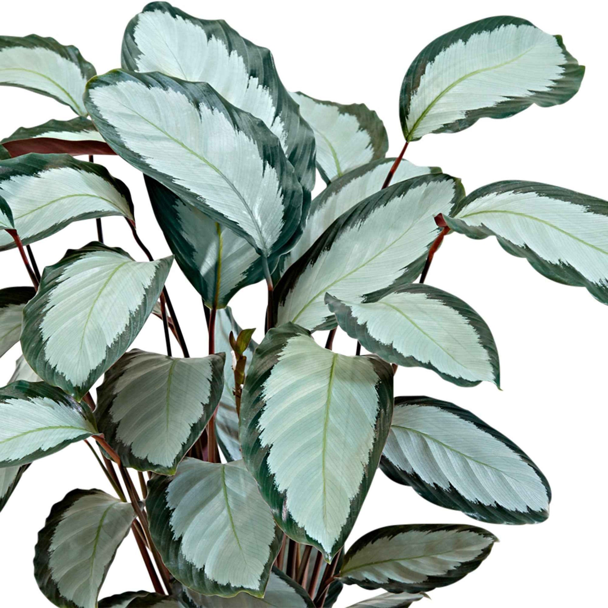 Calathea picturata - Diervriendelijke kamerplanten
