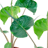 Olifantsoor Alocasia Stingray - Huiskamerplanten