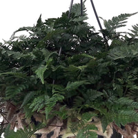Hazepootvaren Humata tyermannii incl. hangpot grijs - Hangplant - Groene kamerplanten