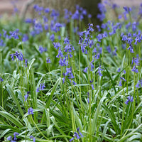 20x Boshyacint Hyacinthoides non-scripta blauw - Bijvriendelijke bloembollen