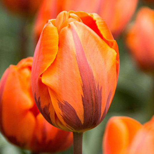 15x Tulpen Tulipa Prinses Irene oranje - Alle bloembollen