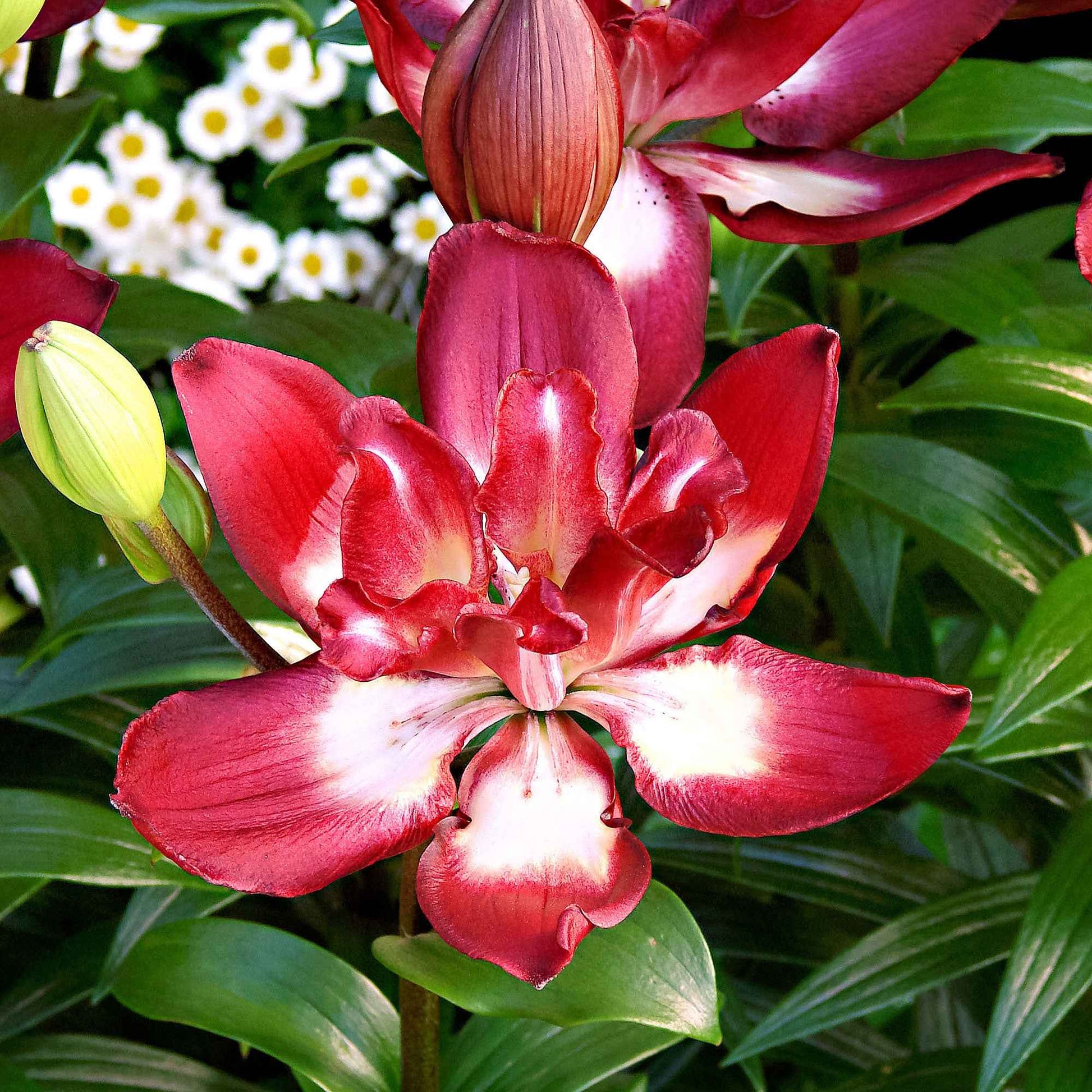 5x Dubbelbloemige lelies Lilium Double Sensation rood-wit - Alle bloembollen