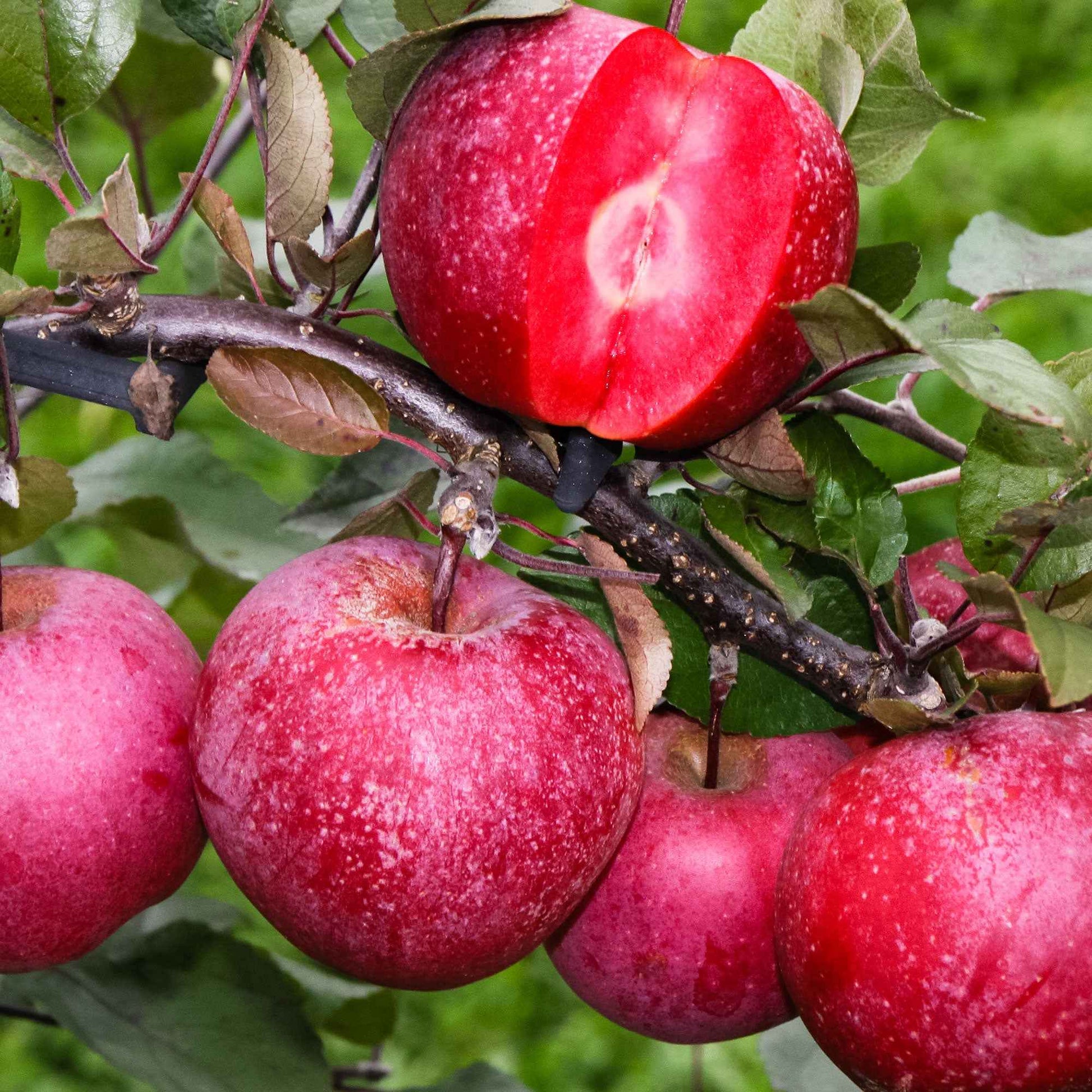 Appelboom Malus Marisa - Winterhard - Appels