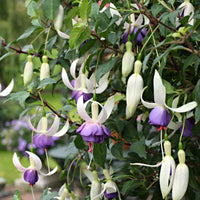 3x Fuchsia Delta Sarah paars-wit - Winterhard - Balkonplanten