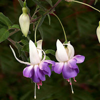 3x Fuchsia Delta Sarah paars-wit - Winterhard - Borderplanten