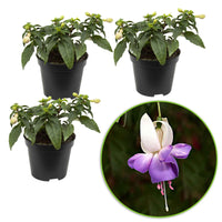 3x Fuchsia Delta Sarah paars-wit - Winterhard - Buitenplant in pot cadeau