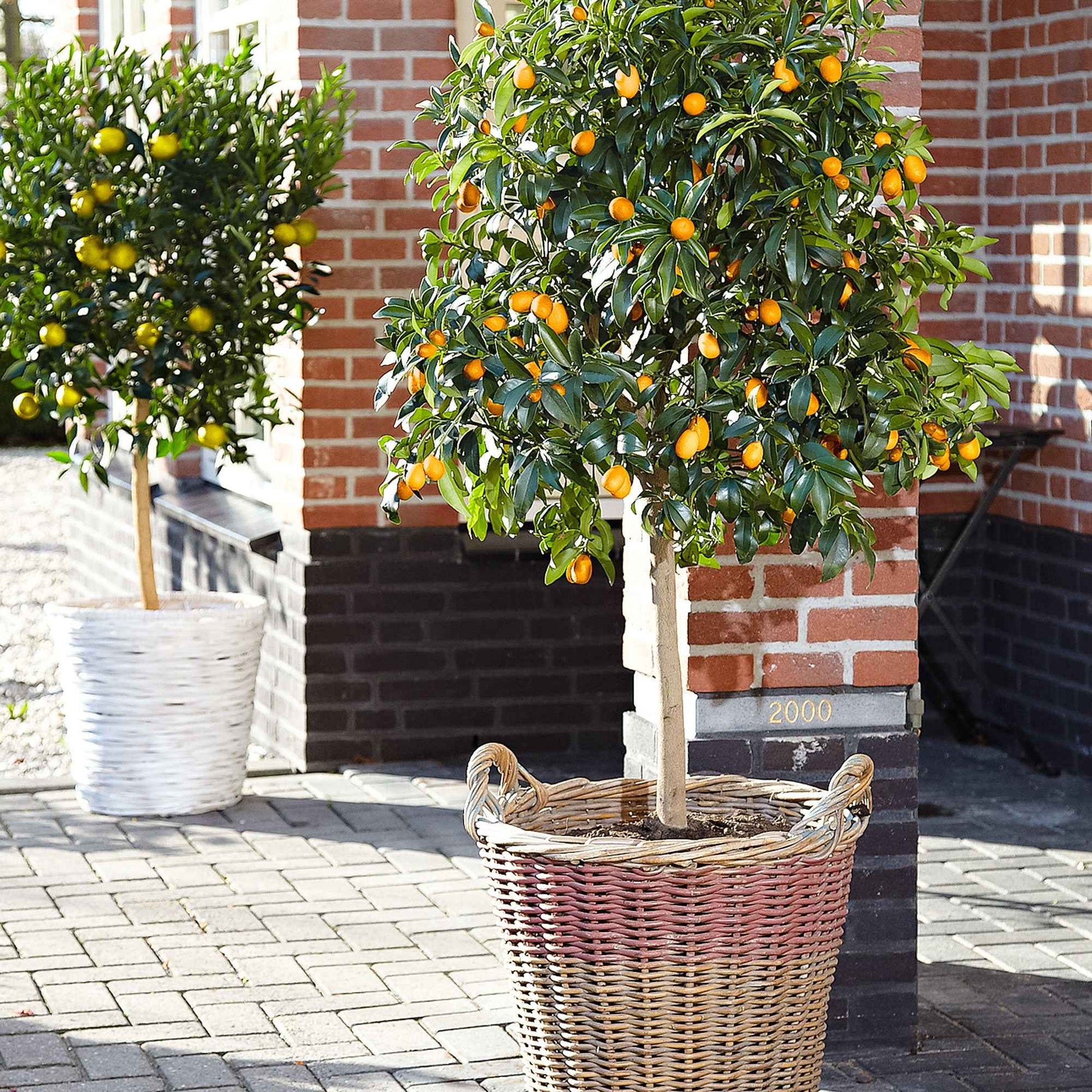 Kumquatboom Citrus japonica op stam - Terras- en balkonplanten