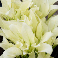 2 Hartlelie Hosta White Feather Wit-Groen - Bare rooted - Winterhard - Plant eigenschap