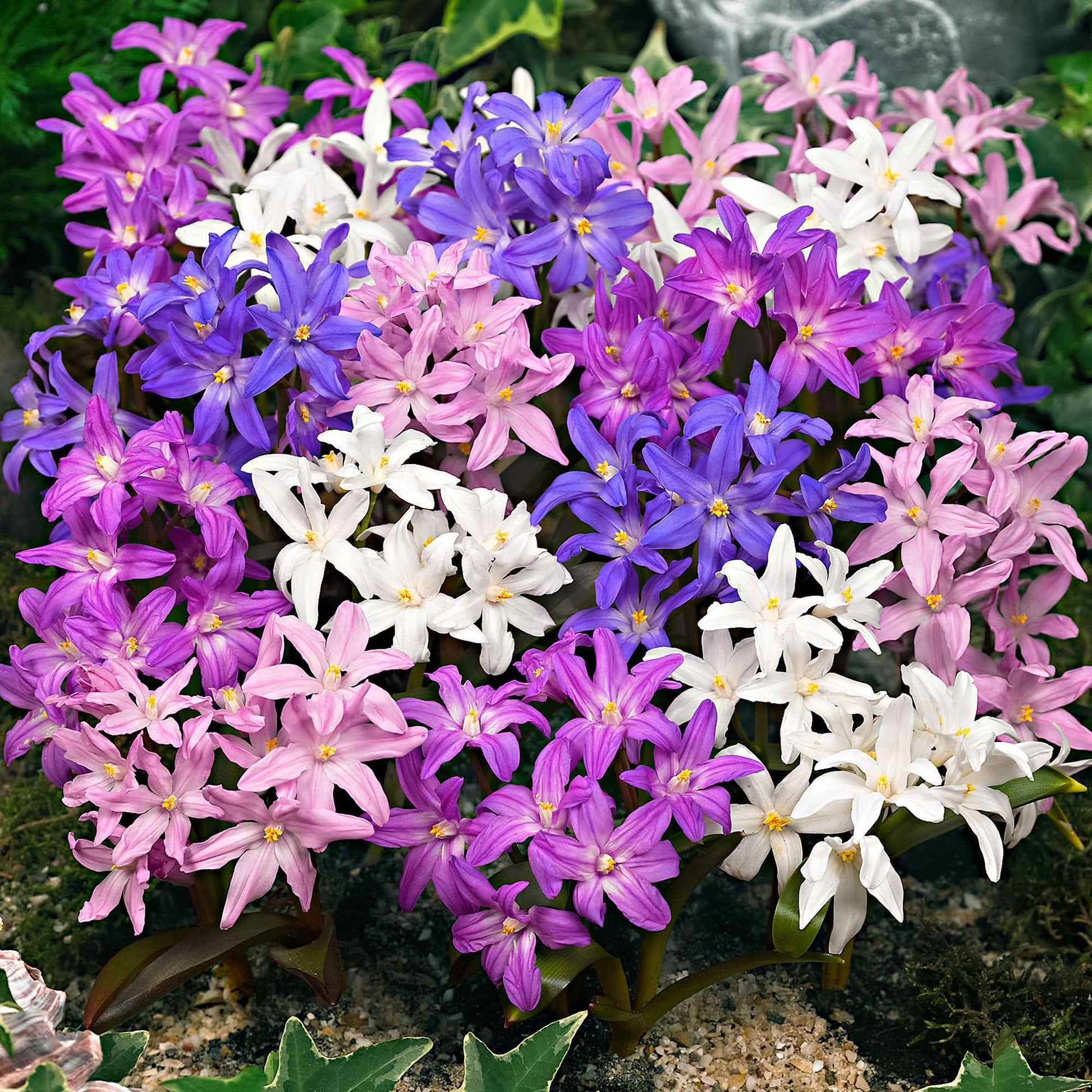 40x Sneeuwroem Chionodoxa forbesii paars-roze-wit - Winterhard - Alle bloembollen