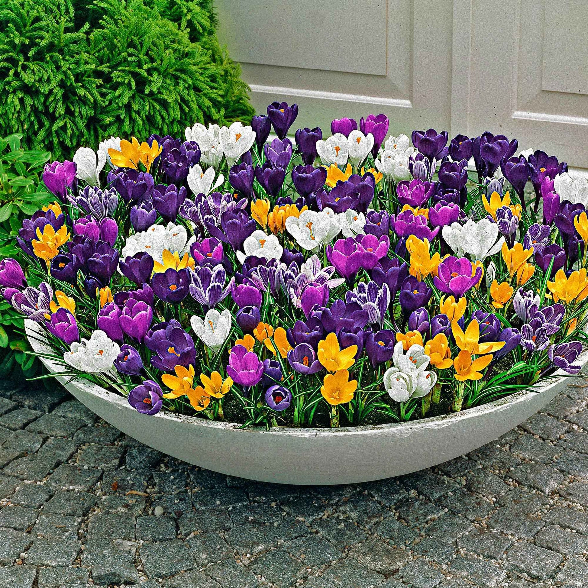 250x Grootbloemige krokus - Mix More Flowers More Flowers - Alle populaire bloembollen