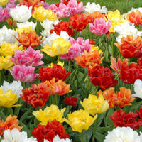 100x Dubbelbloemige vroege tulpen - Mix - Alle bloembollen
