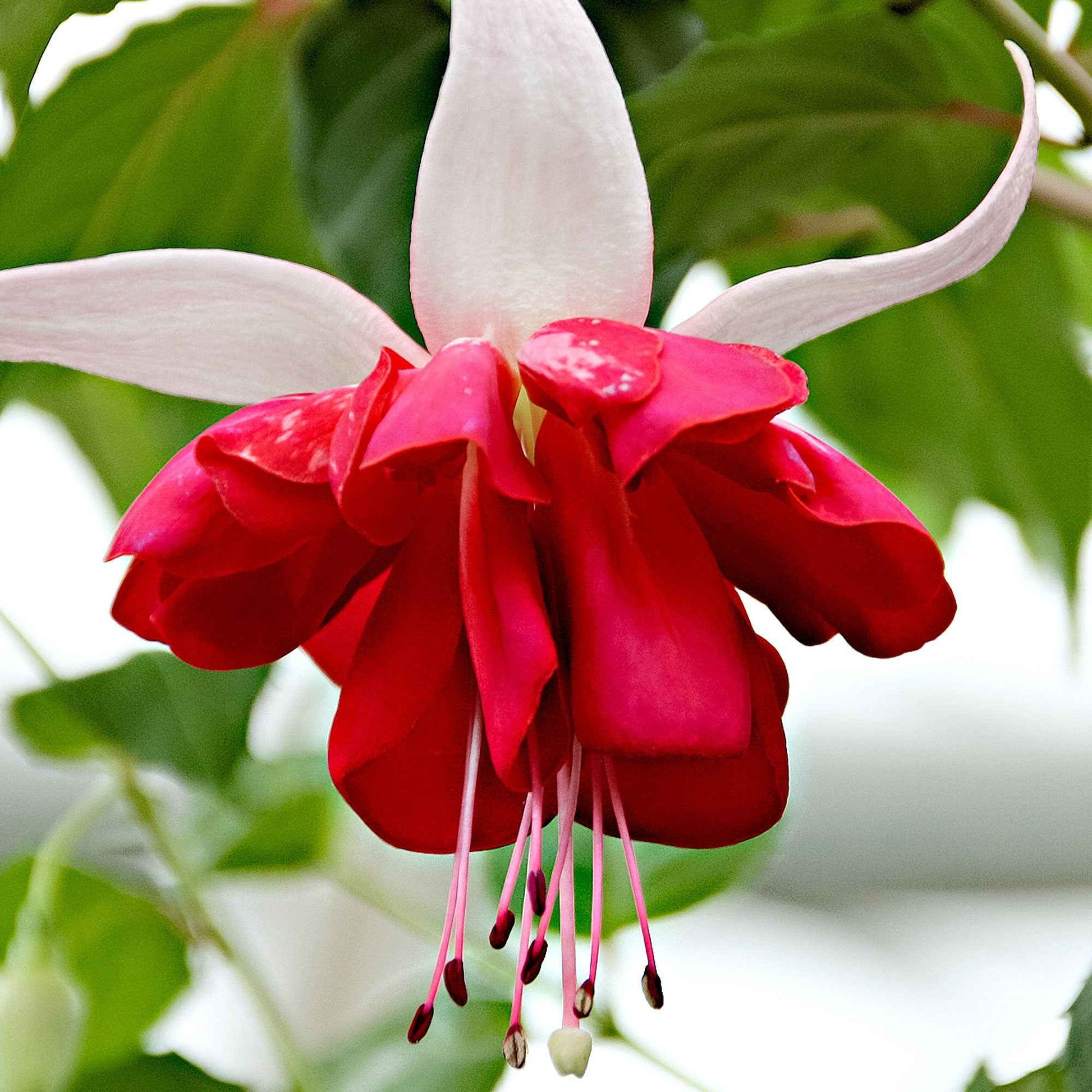 3x Dubbelbloemige Fuchsia Seventh Heaven rood-wit - Balkonplanten