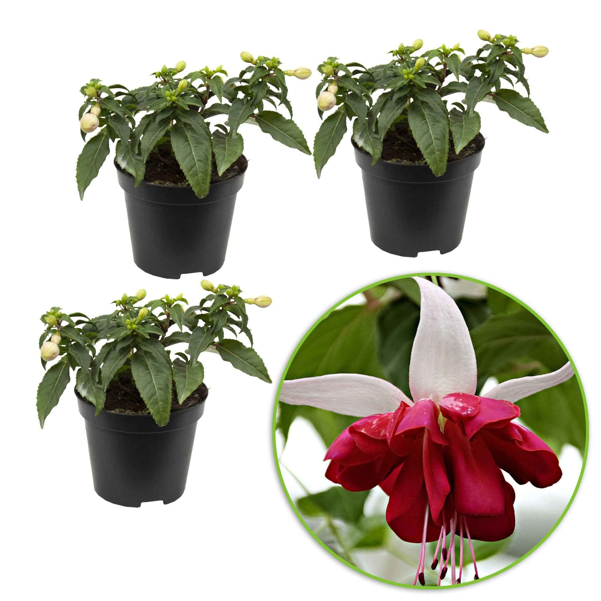 3x Dubbelbloemige Fuchsia Seventh Heaven rood-wit - Buitenplant in pot cadeau