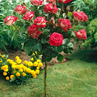Stamroos Rosa Nostalgie ® Meerkleurig - Winterhard - Geurende rozen