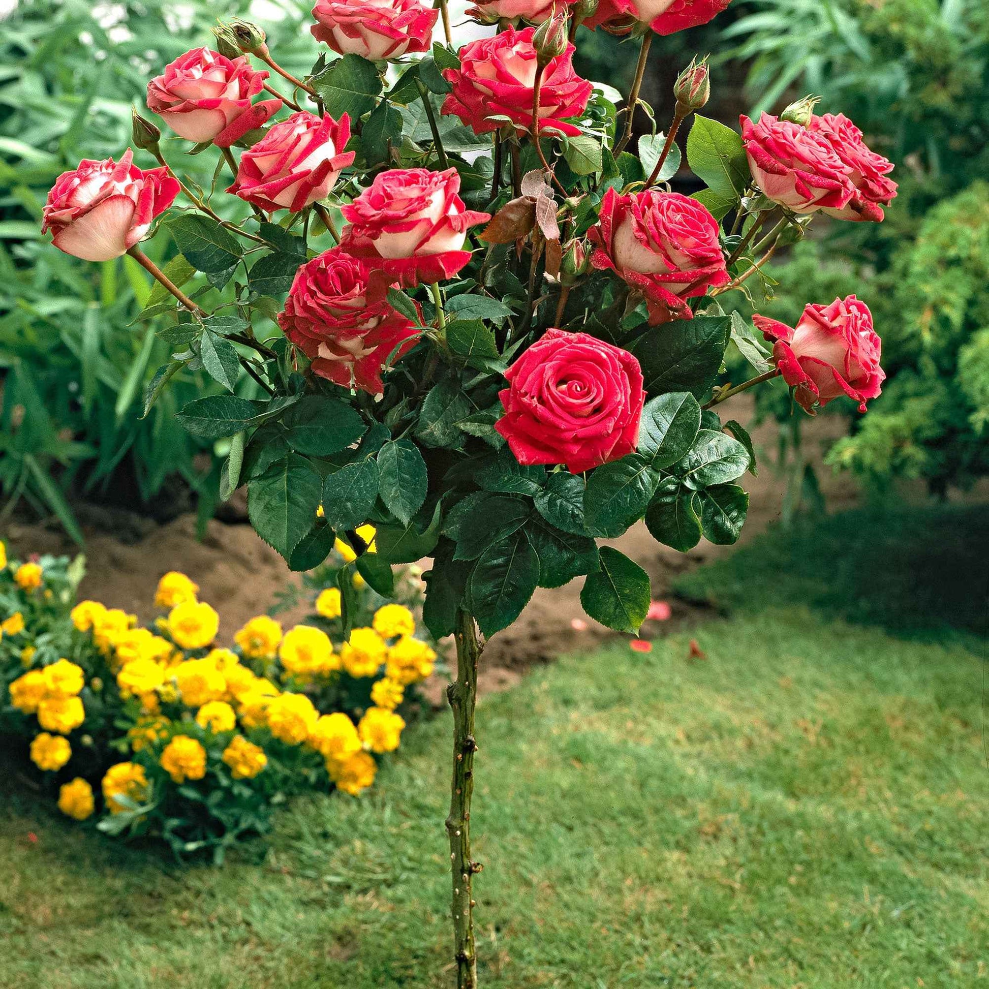 Stamroos Rosa Nostalgie ® Meerkleurig - Winterhard - Geurende rozen