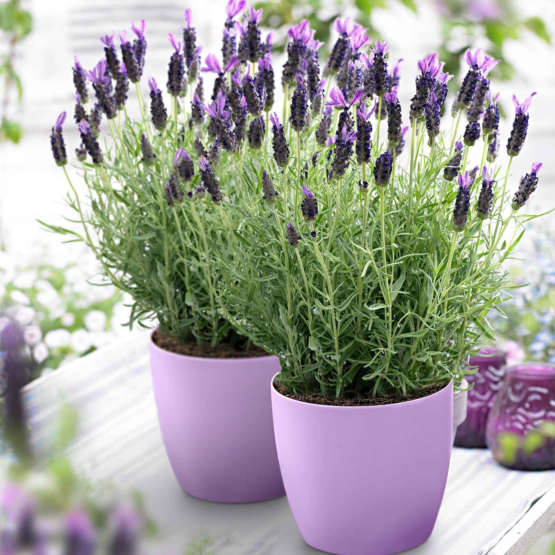 Lavendel Lavandula Anouk Paars - Winterhard - Bloeiende tuinplanten