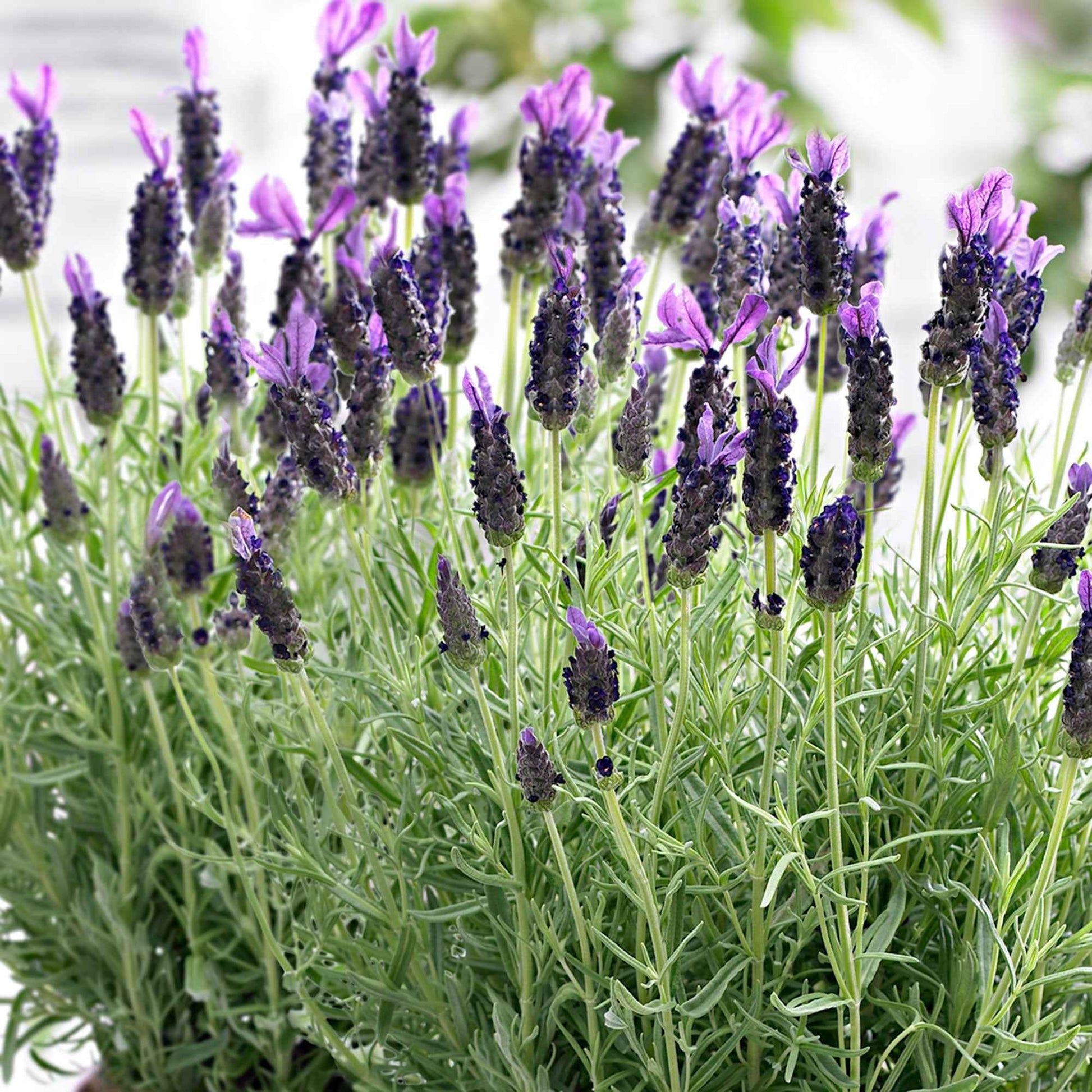 Lavendel Lavandula Anouk Paars - Winterhard - Groenblijvende tuinplanten