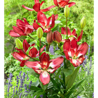 5x Dubbelbloemige lelies Lilium Double Sensation rood-wit - Alle populaire bloembollen