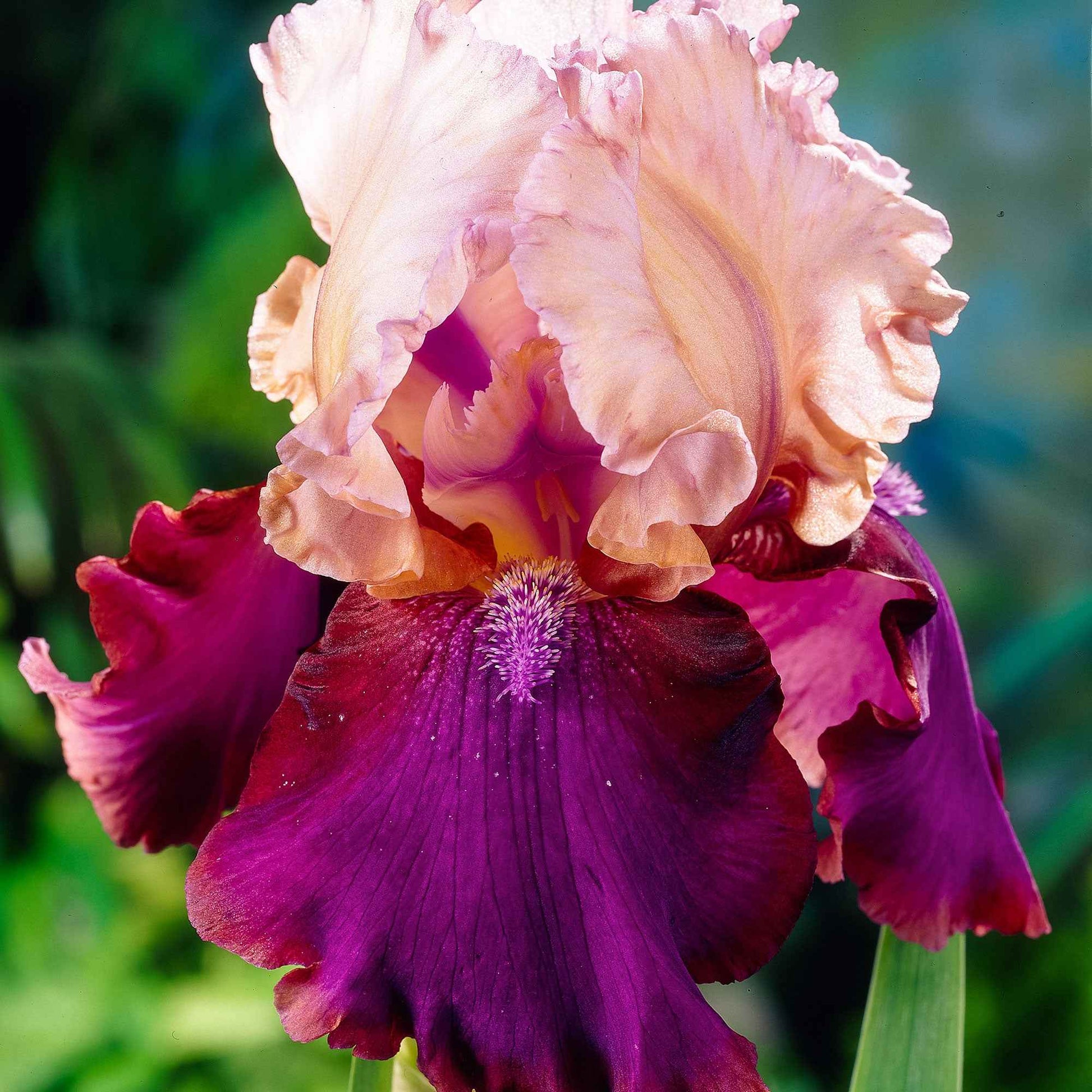 3x Baardiris Burgemeister roze-paars - Bare rooted - Winterhard - Irissen