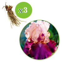 3x Baardiris Burgemeister roze-paars - Bare rooted - Winterhard - Bloeiende tuinplanten