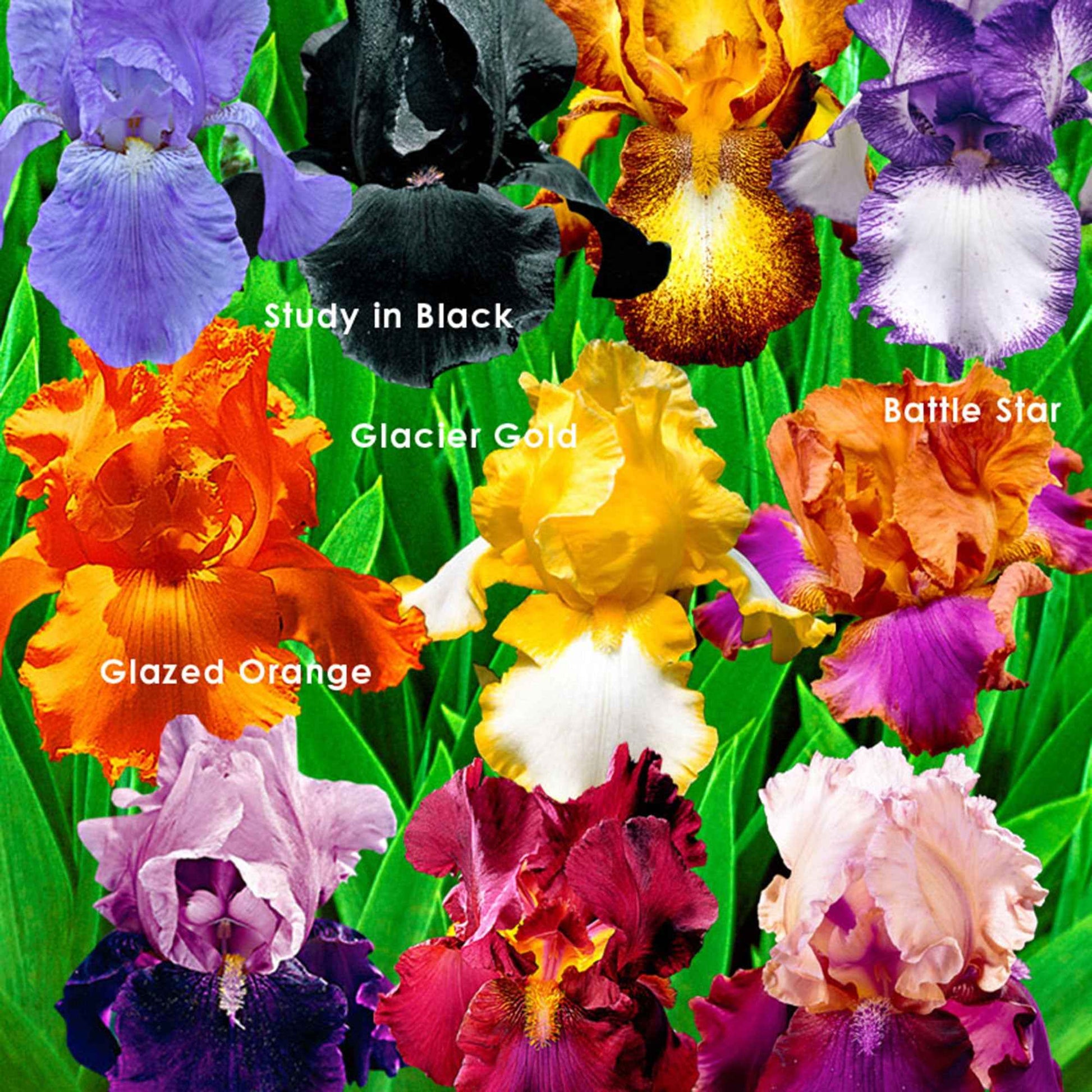 10x Iris germanica - Mix Flowertastic - Bare rooted - Winterhard - Alle borderpakketten
