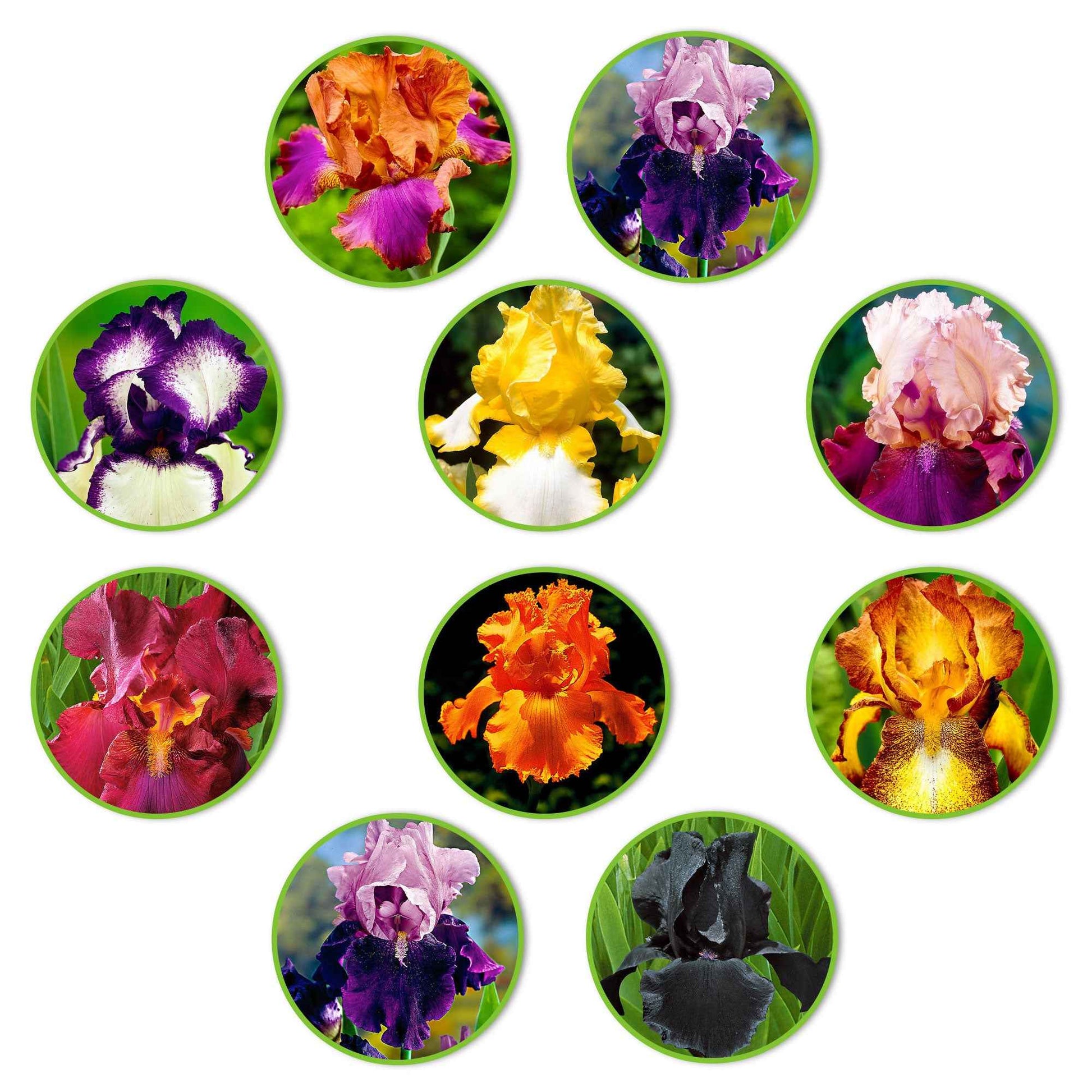 10x Iris germanica - Mix Flowertastic - Bare rooted - Winterhard - Alle vaste tuinplanten