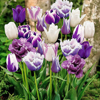 15x Tulpen Tulipa - Mix Paradise paars-wit - Alle populaire bloembollen