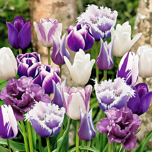 15x Tulpen Tulipa - Mix Paradise paars-wit - Alle bloembollen