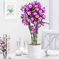 Orchidee Dendrobium Comet King Akatsuki Paars-Wit - Bloeiende kamerplanten
