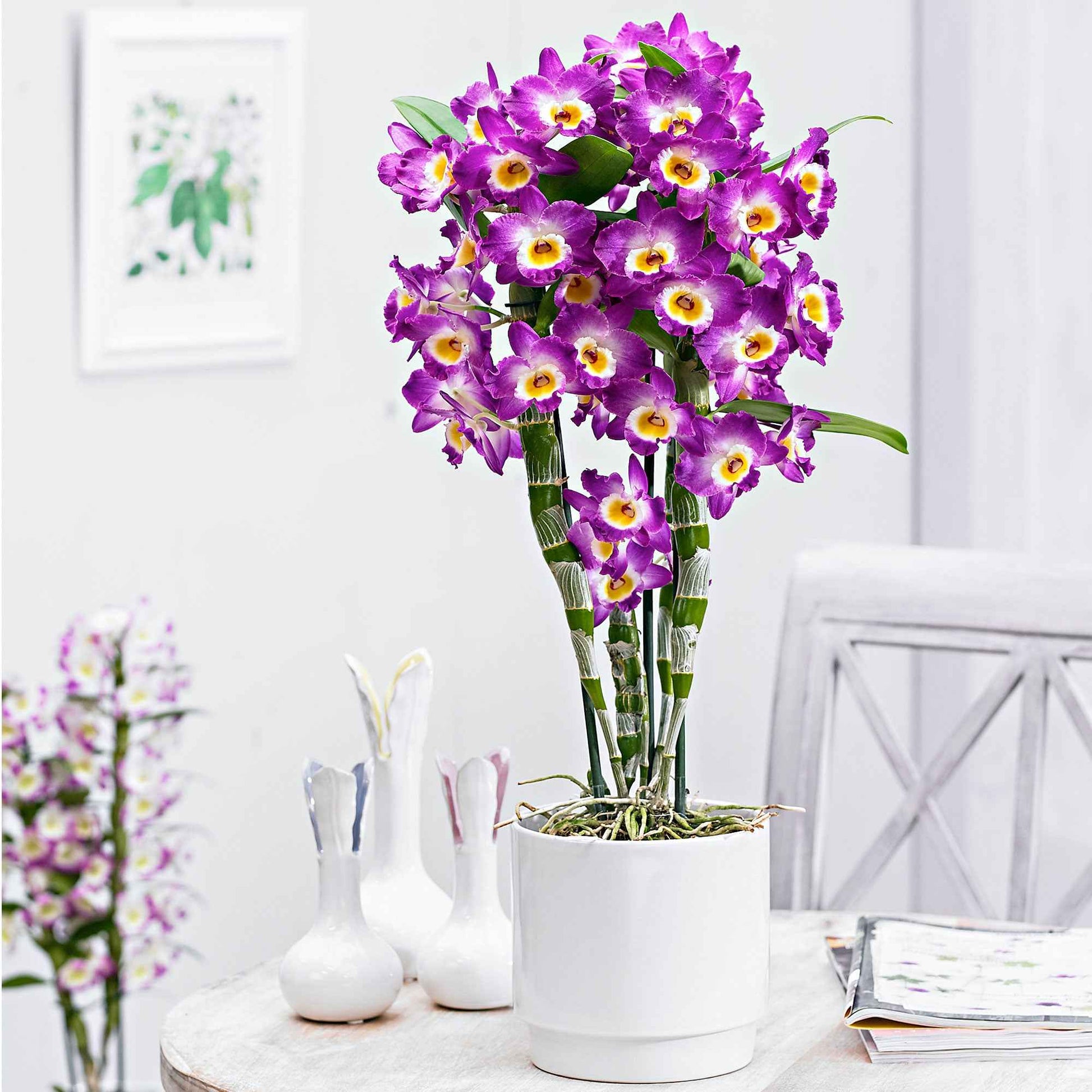 Orchidee Dendrobium Comet King Akatsuki Paars-Wit - Bloeiende kamerplanten