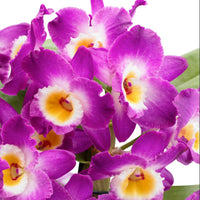 Orchidee Dendrobium Comet King Akatsuki Paars-Wit - Huiskamerplanten