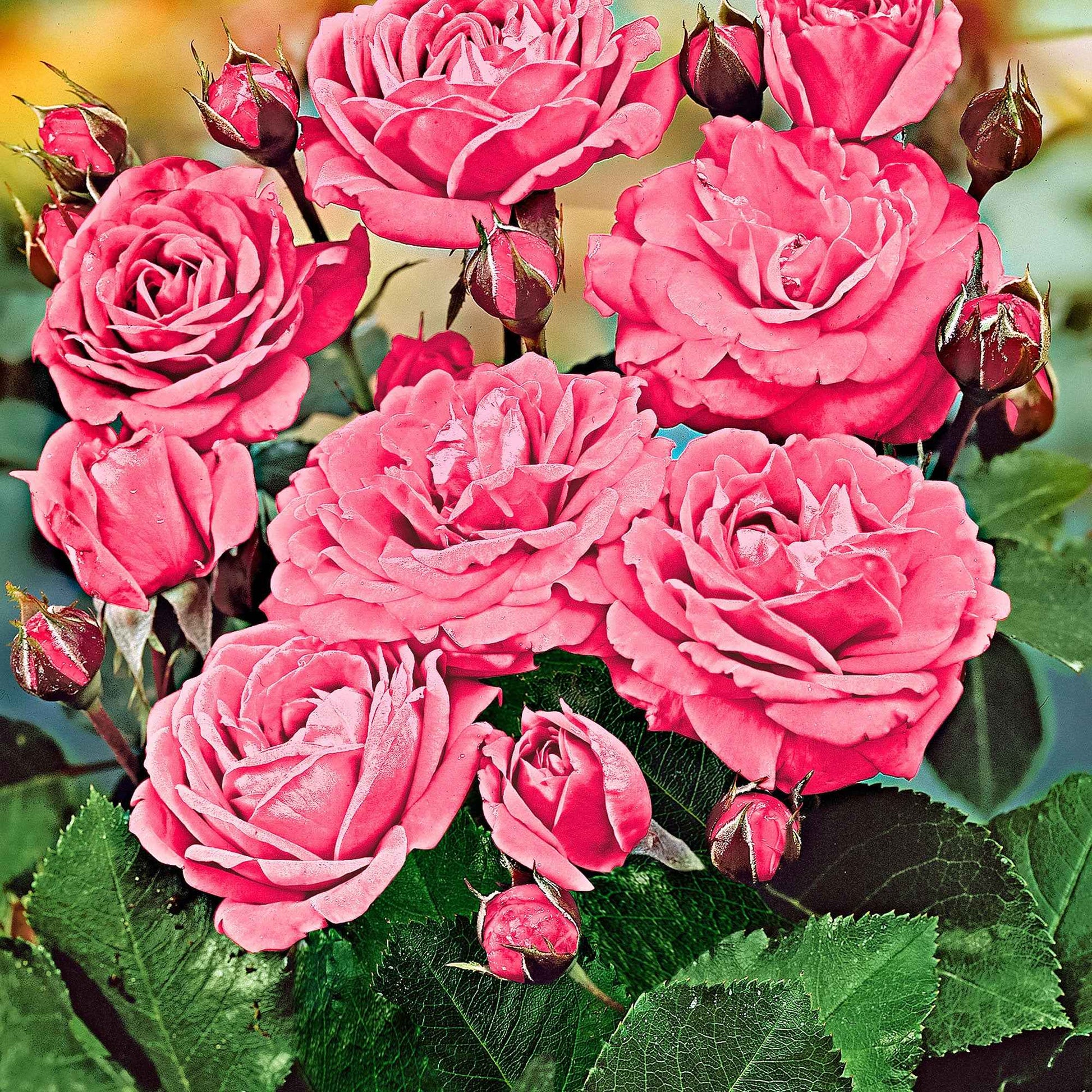Stamroos Rosa Melrose roze - Bare rooted - Winterhard - Heesters op stam