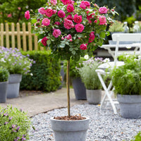 Stamroos Rosa Melrose roze - Bare rooted - Winterhard - Heesters