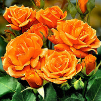 Stamroos Rosa Orange Sensation oranje - Winterhard - Plant eigenschap