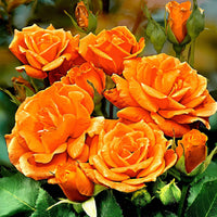Stamroos Rosa Orange Sensation oranje - Bare rooted - Winterhard - Tuinplanten