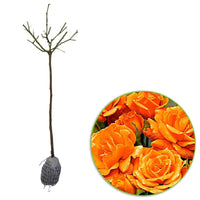 Stamroos Rosa Orange Sensation oranje - Bare rooted - Winterhard - Heesters op stam