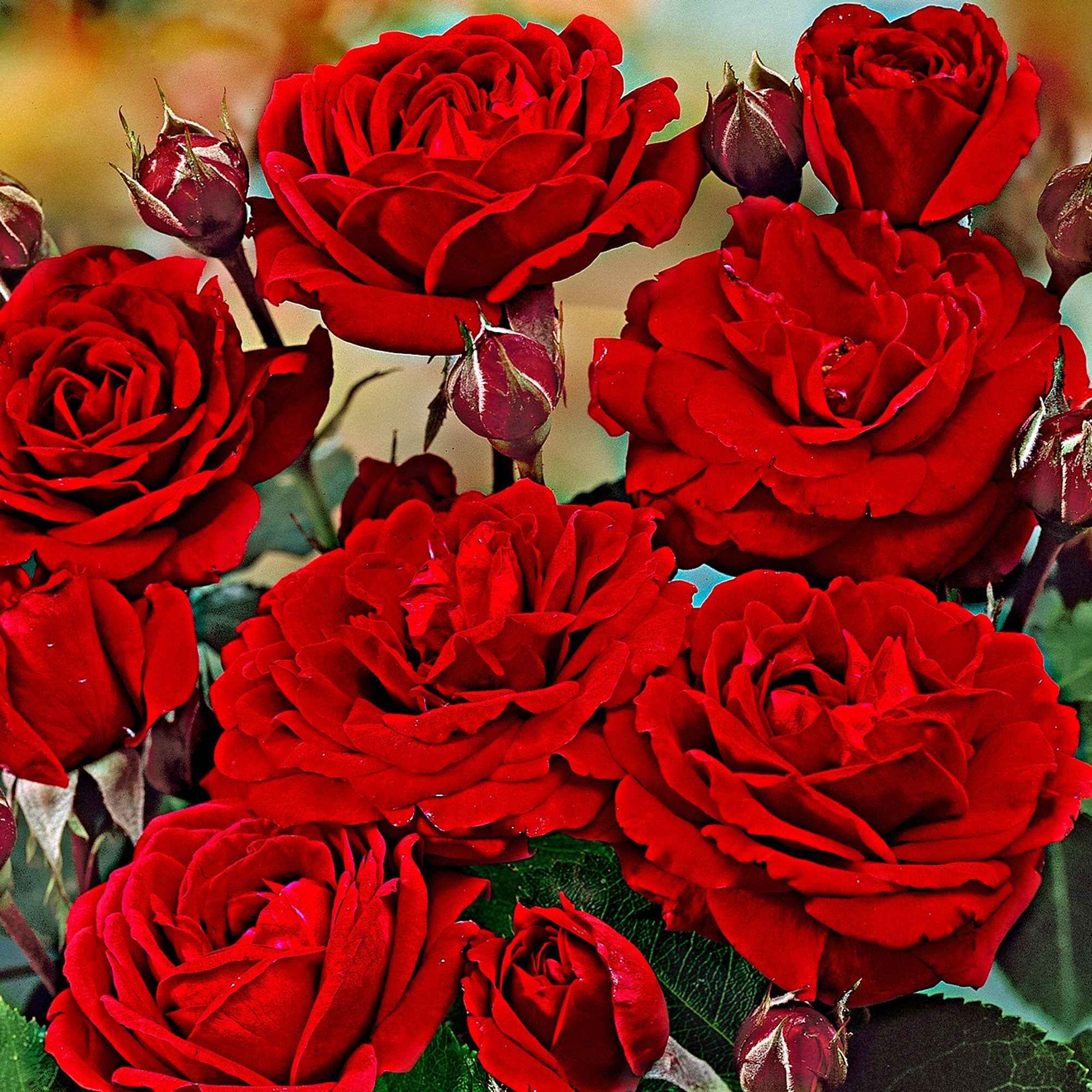 Stamroos Rosa Nina Rosa rood - Bare rooted - Winterhard - Plant eigenschap