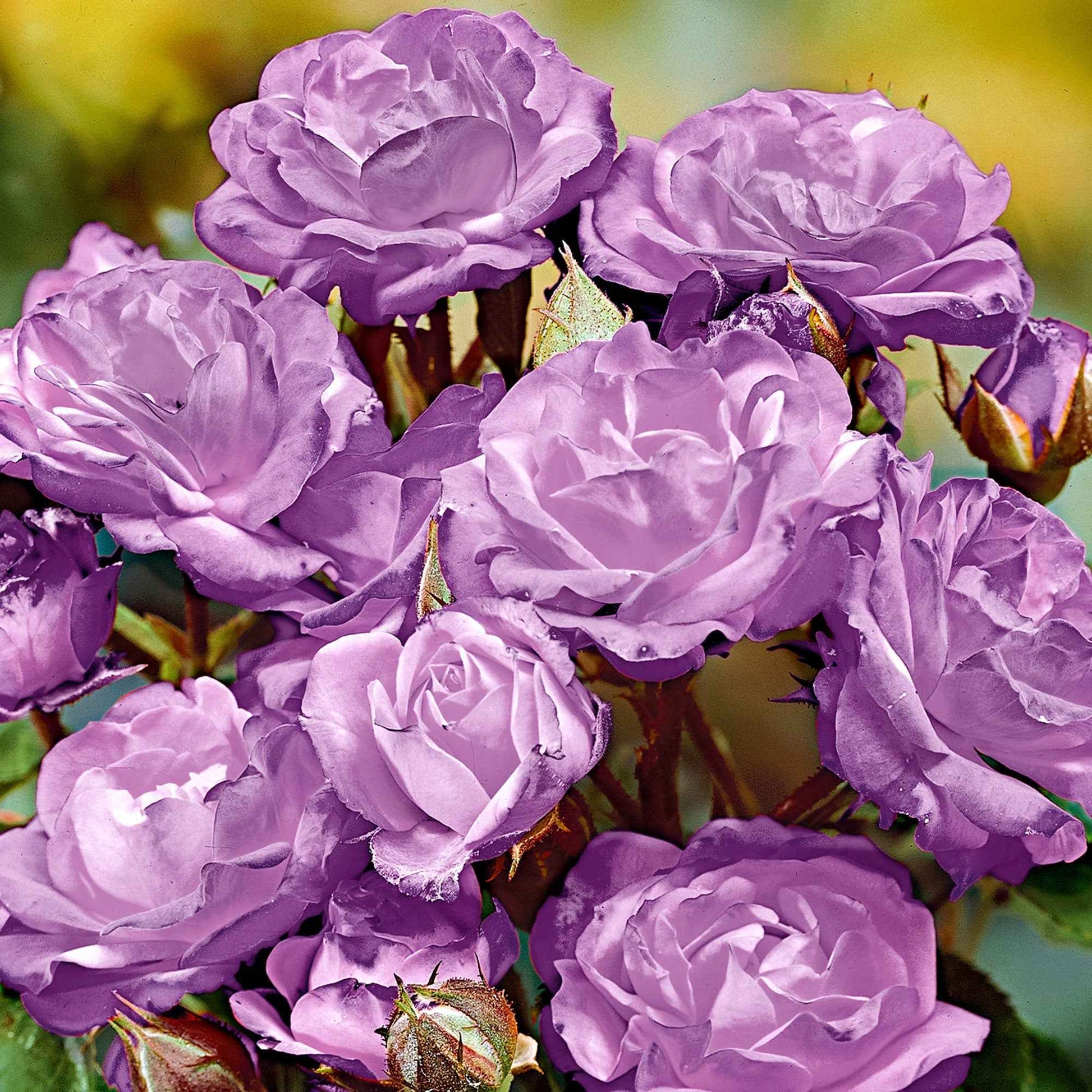 Stamroos Rosa Minerva paars - Bare rooted - Winterhard - Winterharde planten