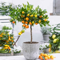 Calamondinboom Citrus mitis Calamondin Oranje - Bomen en hagen