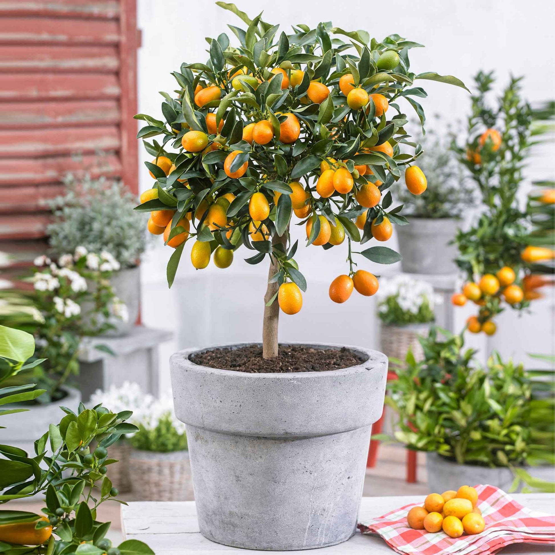 Kumquatboom Citrus japonica op stam - Mediterrane planten