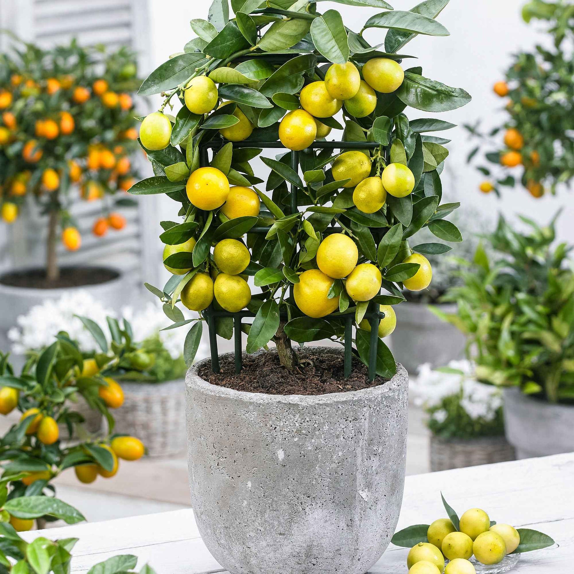 Limequatboom Citrus x floridana op stam - Fruit