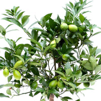 Limequatboom Citrus x floridana op stam - Fruitbomen