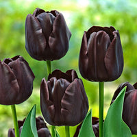 18x Tulpen Tulipa Paul Scherer paars - Alle bloembollen