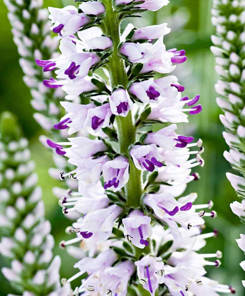 Ereprijs 'Pink Eveline' - Veronica longifolia pink eveline - Tuinplanten